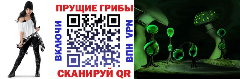 Галлюциногенные грибы Psilocybe  как найти   Курильск 